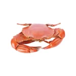Crab