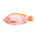 Red Snapper