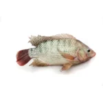 Tilapia Fish