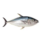 Tuna Fish